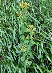 Hypericum hirsutum