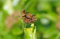Polygonia c-album