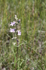 Penstemon gracilis