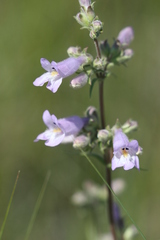 Penstemon gracilis