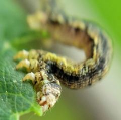 Erannis tiliaria