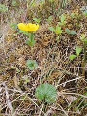 Geum calthifolium