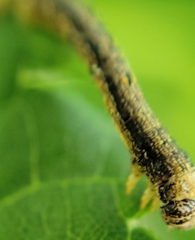 Erannis tiliaria