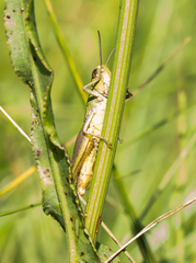 Pseudochorthippus parallelus