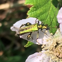 Oedemera nobilis