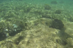 Acanthurus nigrofuscus