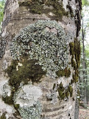 Parmelia submontana