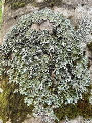 Parmelia submontana