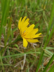 Microseris borealis