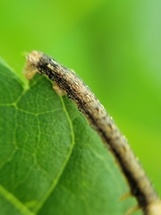Erannis tiliaria