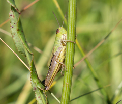 Pseudochorthippus parallelus