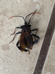 Acanthocephala thomasi