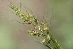 Nassella viridula