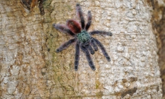 Caribena versicolor