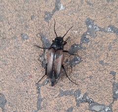 Cebrio