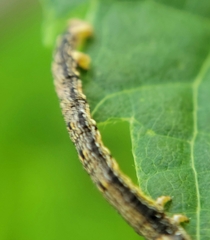 Erannis tiliaria