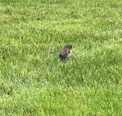 Junco hyemalis shufeldti