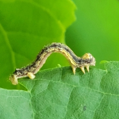 Erannis tiliaria