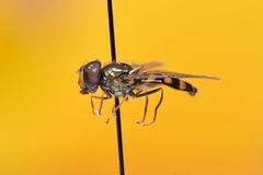 Parasyrphus genualis