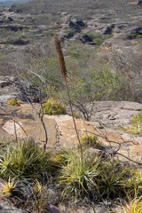 Encholirium spectabile