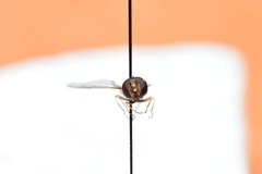 Parasyrphus genualis