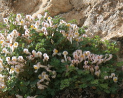 Sarcocapnos enneaphylla