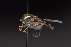 Parasyrphus genualis