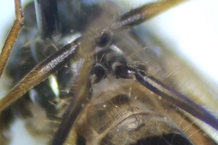 Parasyrphus genualis