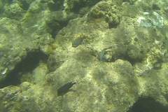 Acanthurus nigrofuscus