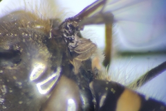 Parasyrphus genualis