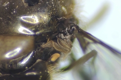 Parasyrphus genualis