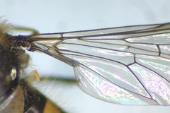 Parasyrphus genualis