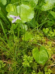 Viola epipsiloides