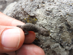 Sceloporus dugesii