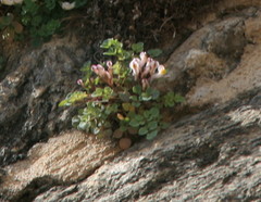 Sarcocapnos enneaphylla