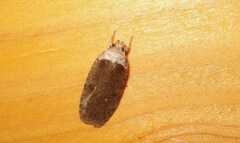Agonopterix multiplicella