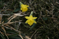 Narcissus cuneiflorus