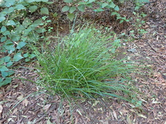 Carex canariensis