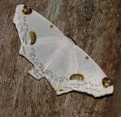 Sericoptera mahometaria