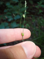 Carex canariensis