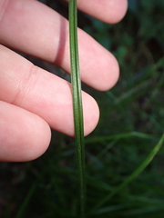 Carex canariensis