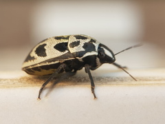 Deroplax silphoides