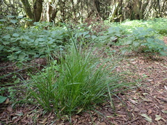 Carex canariensis