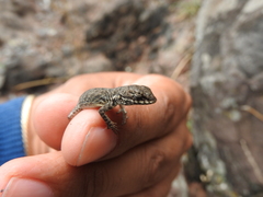 Sceloporus dugesii