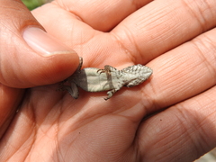 Sceloporus dugesii