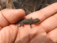 Sceloporus dugesii