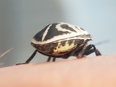Deroplax silphoides