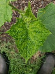 Cucumber mosaic virus