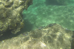 Acanthurus nigrofuscus