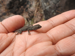 Sceloporus dugesii
